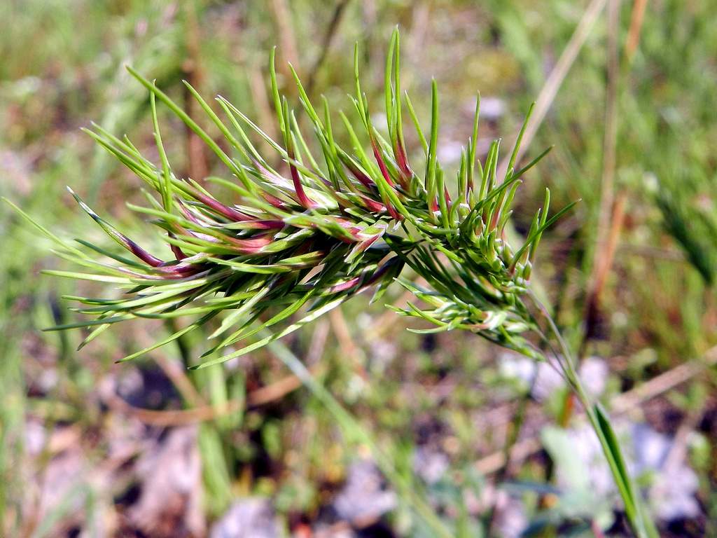 Poa bulbosa, forma vivipara.